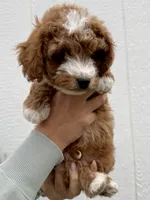 Remy, a male Cavapoo for sale in Suisun City, CA – Photo 5 of 5