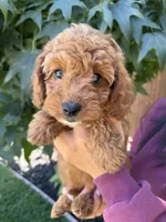 Lola, a female Cavapoo for sale in Suisun City, CA – 3 of 5