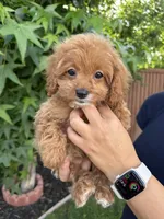 Nina, a female Cavapoo for sale in Suisun City, CA – 5 of 5