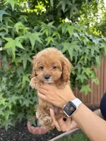Nina, a female Cavapoo for sale in Suisun City, CA – 3 of 5