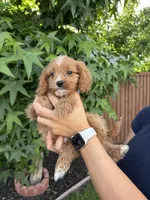 Theo, a male Cavapoo for sale in Suisun City, CA – 4 of 4