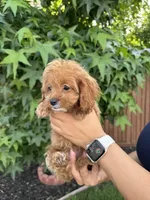 Nina, a female Cavapoo for sale in Suisun City, CA – 2 of 5
