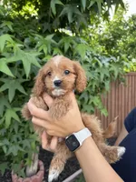 Theo, a male Cavapoo for sale in Suisun City, CA – 3 of 4