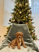 Snowbell, a female Cavapoo for sale in Suisun City, CA – Photo 4 of 6