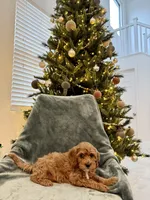 Snowbell, a female Cavapoo for sale in Suisun City, CA – Photo 2 of 6