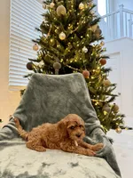 Snowbell, a female Cavapoo for sale in Suisun City, CA – Photo 3 of 6