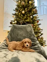 Snowbell, a female Cavapoo for sale in Suisun City, CA – Photo 6 of 6