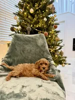 Snowbell, a female Cavapoo for sale in Suisun City, CA – Photo 5 of 6