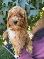 Olivia, a female Cavapoo for sale in Suisun City, CA – 4 of 5