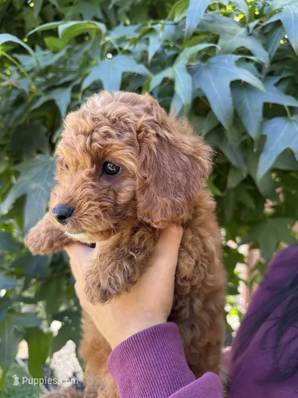 Lola – Cavapoo puppy for sale in Suisun City, CA