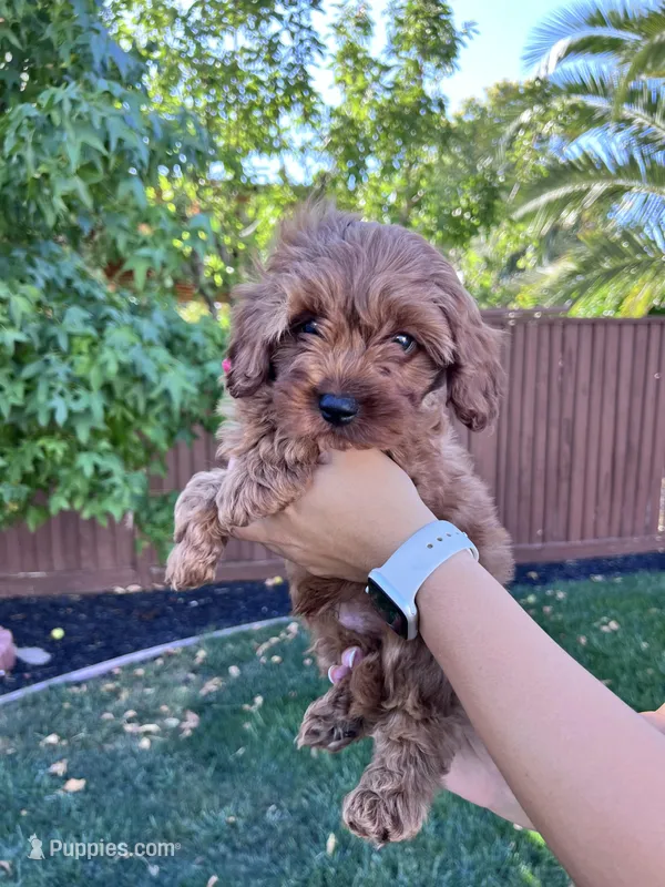 Leo, a male Cavapoo for sale in Suisun City, CA – Photo 1 of 8