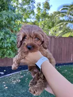Leo, a male Cavapoo for sale in Suisun City, CA – Photo 3 of 8