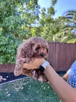 Leo, a male Cavapoo for sale in Suisun City, CA – Photo 2 of 8