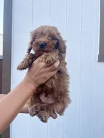 Leo, a male Cavapoo for sale in Suisun City, CA – Photo 7 of 8