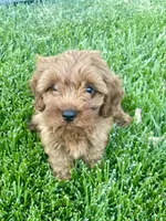 Leo, a male Cavapoo for sale in Suisun City, CA – Photo 6 of 8