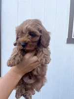 Leo, a male Cavapoo for sale in Suisun City, CA – Photo 8 of 8