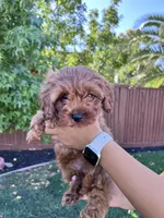 Leo, a male Cavapoo for sale in Suisun City, CA – Photo 5 of 8