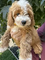 Yara, a female Cavapoo for sale in Suisun City, CA – 1 of 5