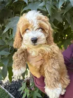 Yara, a female Cavapoo for sale in Suisun City, CA – 2 of 5