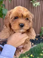 Phoebe, a female Cavapoo for sale in Suisun City, CA – Photo 4 of 7