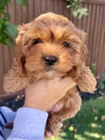 Phoebe, a female Cavapoo for sale in Suisun City, CA – Photo 7 of 7