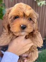 Phoebe, a female Cavapoo for sale in Suisun City, CA – Photo 2 of 7