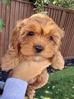 Phoebe, a female Cavapoo for sale in Suisun City, CA – Photo 1 of 7