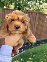 Phoebe, a female Cavapoo for sale in Suisun City, CA – Photo 3 of 7
