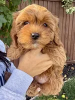 Phoebe, a female Cavapoo for sale in Suisun City, CA – Photo 6 of 7