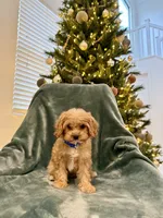 Frost, a male Cavapoo for sale in Suisun City, CA – Photo 2 of 2