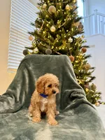 Frost, a male Cavapoo for sale in Suisun City, CA – Photo 1 of 2