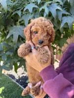 Lola, a female Cavapoo for sale in Suisun City, CA – 5 of 5