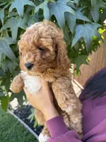 Olivia, a female Cavapoo for sale in Suisun City, CA – 3 of 5
