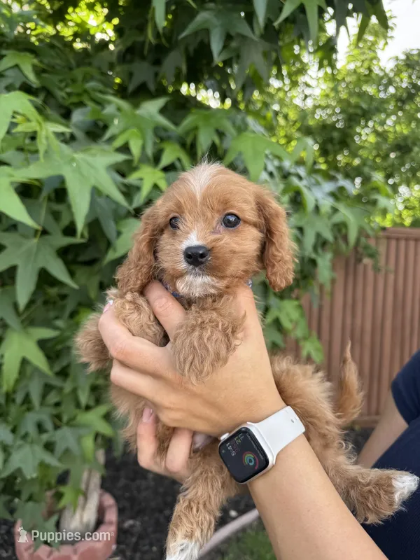 Theo – Cavapoo puppy for sale in Suisun City, CA
