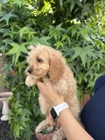 Milo, a male Cavapoo for sale in Suisun City, CA – 3 of 4