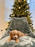 Yukon, a male Cavapoo for sale in Suisun City, CA – Photo 5 of 8