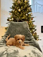 Yukon, a male Cavapoo for sale in Suisun City, CA – Photo 2 of 8