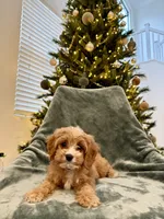Yukon, a male Cavapoo for sale in Suisun City, CA – Photo 8 of 8