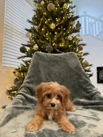 Yukon, a male Cavapoo for sale in Suisun City, CA – Photo 4 of 8