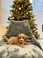 Yukon, a male Cavapoo for sale in Suisun City, CA – Photo 7 of 8