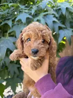 Lola, a female Cavapoo for sale in Suisun City, CA – 2 of 5