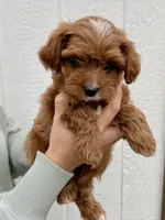 Nova, a female Cavapoo for sale in Suisun City, CA – Photo 3 of 8