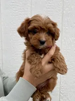Nova, a female Cavapoo for sale in Suisun City, CA – Photo 1 of 8