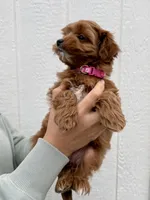 Nova, a female Cavapoo for sale in Suisun City, CA – Photo 2 of 8