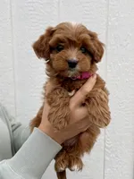 Nova, a female Cavapoo for sale in Suisun City, CA – Photo 4 of 8