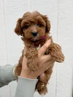 Nova, a female Cavapoo for sale in Suisun City, CA – Photo 8 of 8