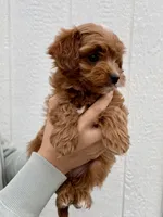 Nova, a female Cavapoo for sale in Suisun City, CA – Photo 7 of 8