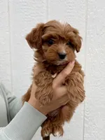 Nova, a female Cavapoo for sale in Suisun City, CA – Photo 6 of 8