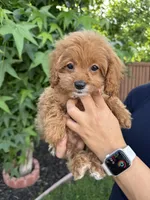 Nina, a female Cavapoo for sale in Suisun City, CA – 4 of 5