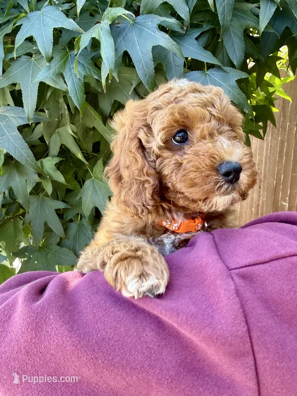 Olivia – Cavapoo puppy for sale in Suisun City, CA